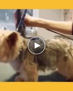 Cicha maszynka dla zwierząt – video