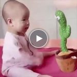 Wesoły kaktus – video