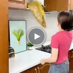 Taca obrotowa 360 – video